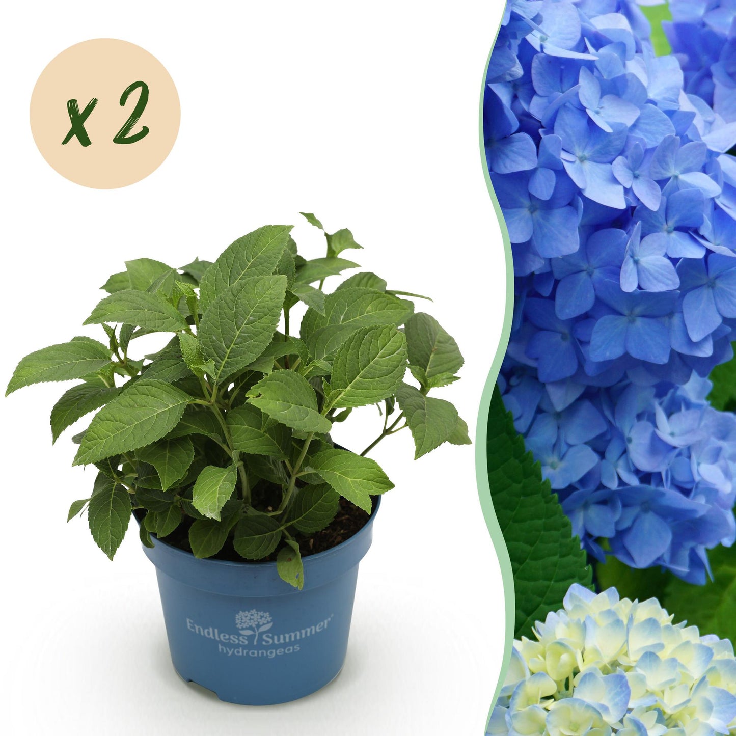 Green boutiQ - Tuinplant - Hydrangea Endles Summer The Orginal Blue - Hortensia - Winterhard - Blauw - 2 Planten - Pot 14cm - Hoogte 20-25cm