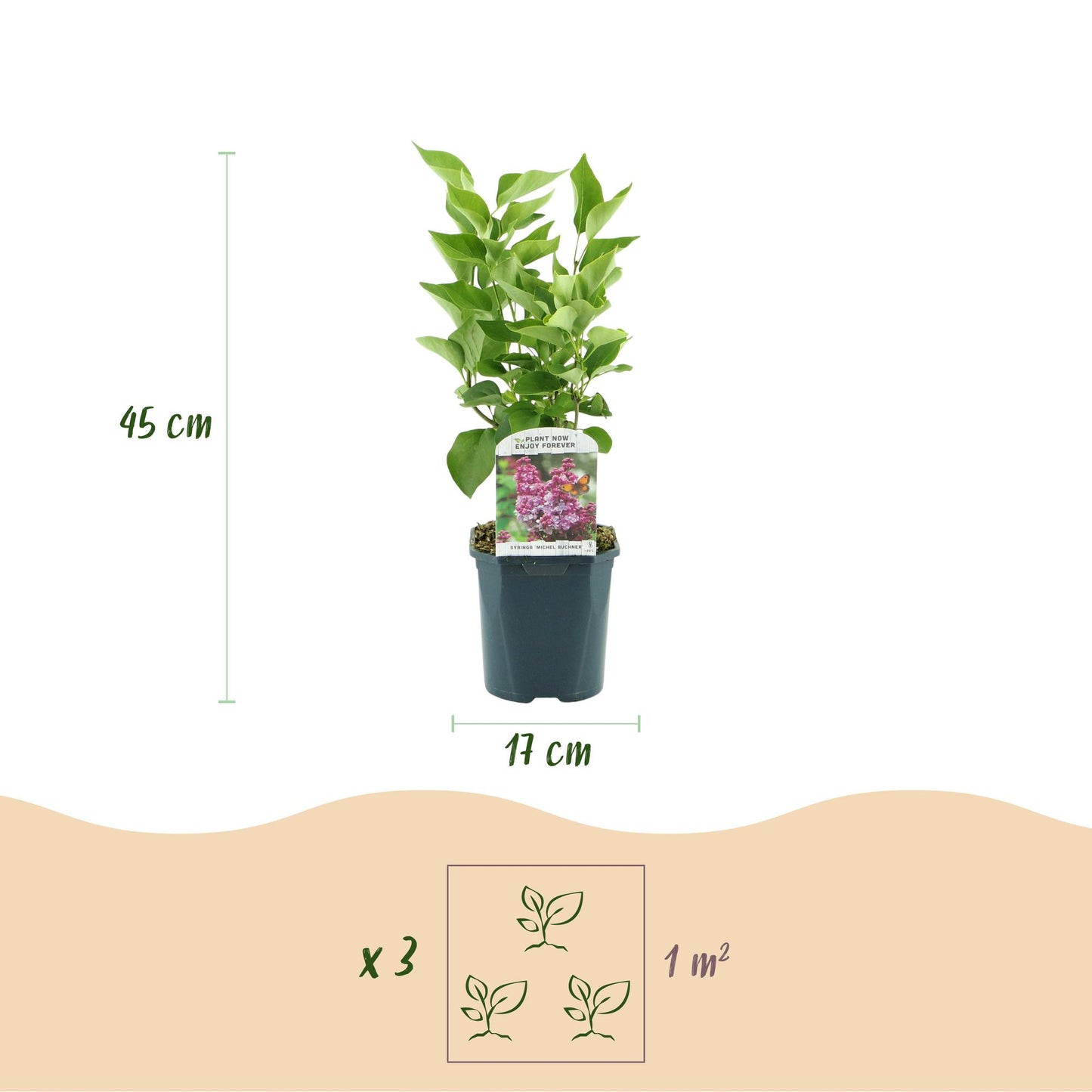 Green boutiQ - Tuinplant - Syringa vulgaris Michel Buchner - Gewone Sering - Winterhard - Roze - 1 Plant - Pot 17cm - Hoogte 45cm