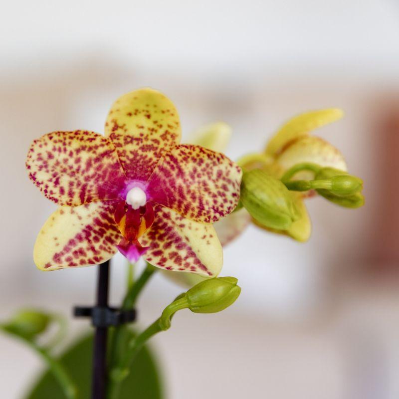 Kolibri Orchids | Oranje gele phalaenopsis orchidee potmaat Ø9cm | Grosseto | bloeiende kamerplant - vers van de kweker
