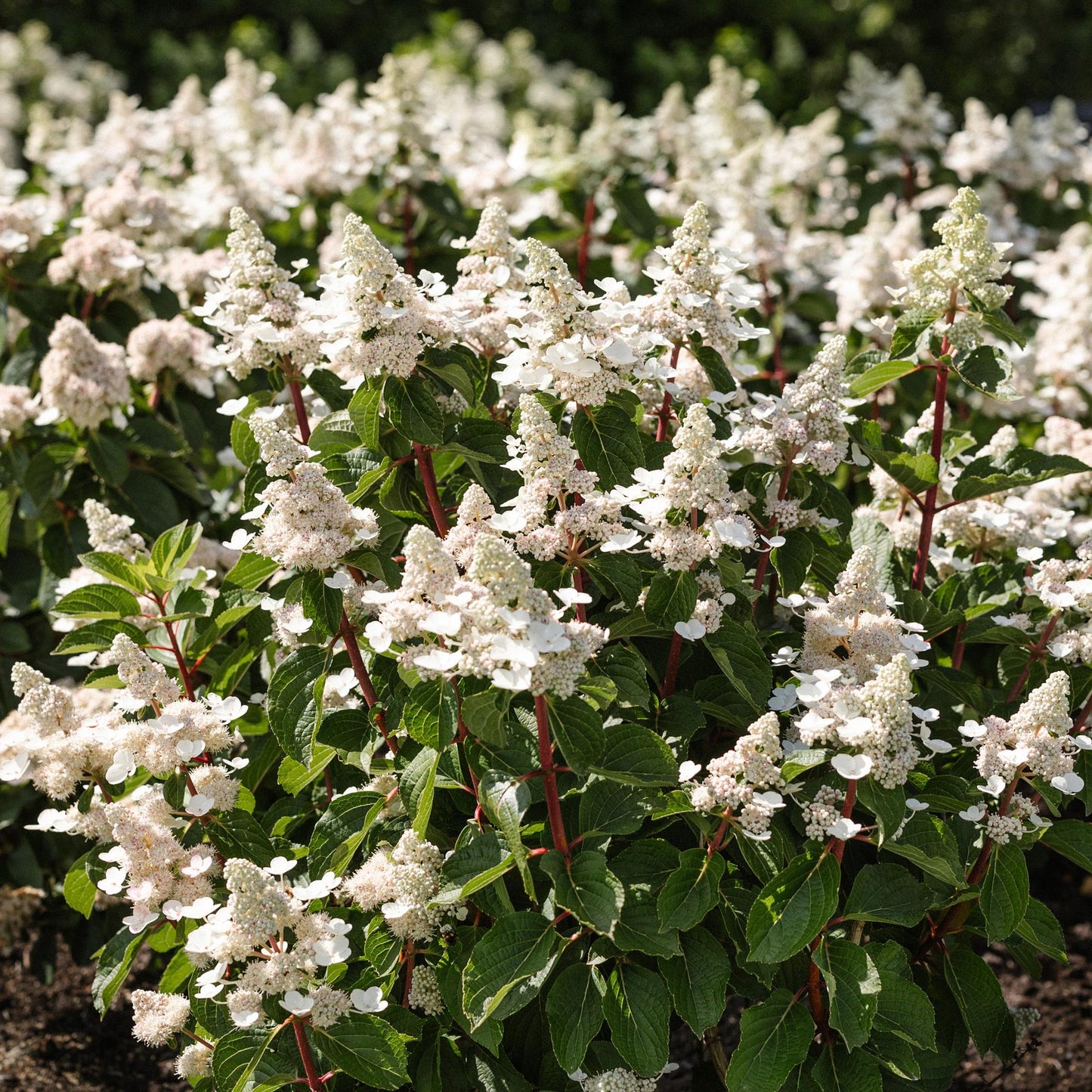 Green boutiQ - Tuinplant - Hydrangea panniculata Living Infinity - Pluimhortensia - Winterhard - Wit - 1 Plant - Pot 12cm - Hoogte Hoogte 20-30cm