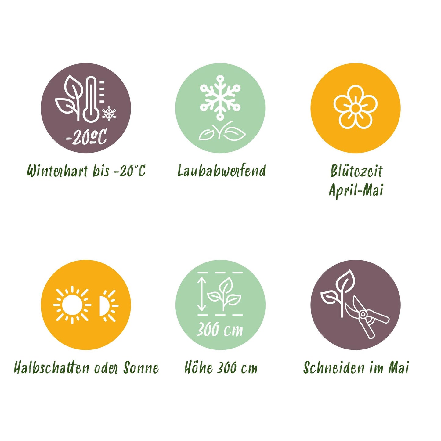 Green boutiQ - Tuinplant - Syringa vulgaris Ludwig Spath - Gewone Sering - Winterhard - Paars - 1 Plant - Pot 17cm - Hoogte 45cm
