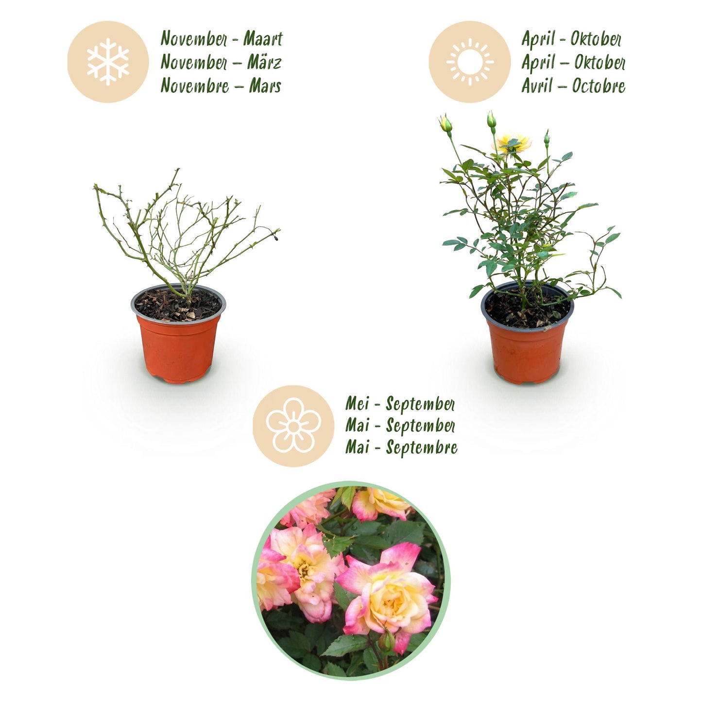 Green boutiQ - Tuin Roos - Rosa Tricolor Fairy - Roos - Winterhard - Geel-Roze - 1 Plant - Pot 12cm - Hoogte Hoogte 20-25cm