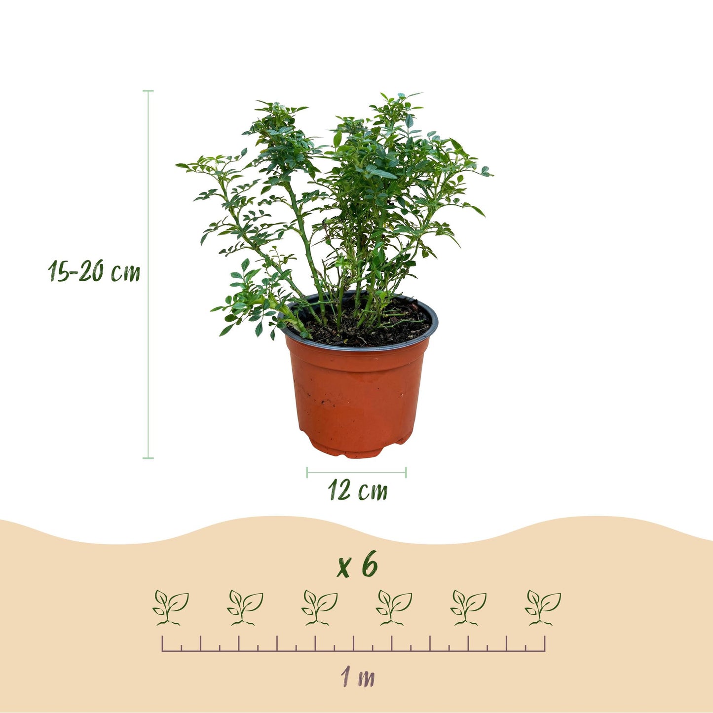 Green boutiQ - Tuin Roos - Rosa Cutie Pie - Roos - Winterhard - Roze - 1 Plant - Pot 12cm - Hoogte Hoogte 20-25cm