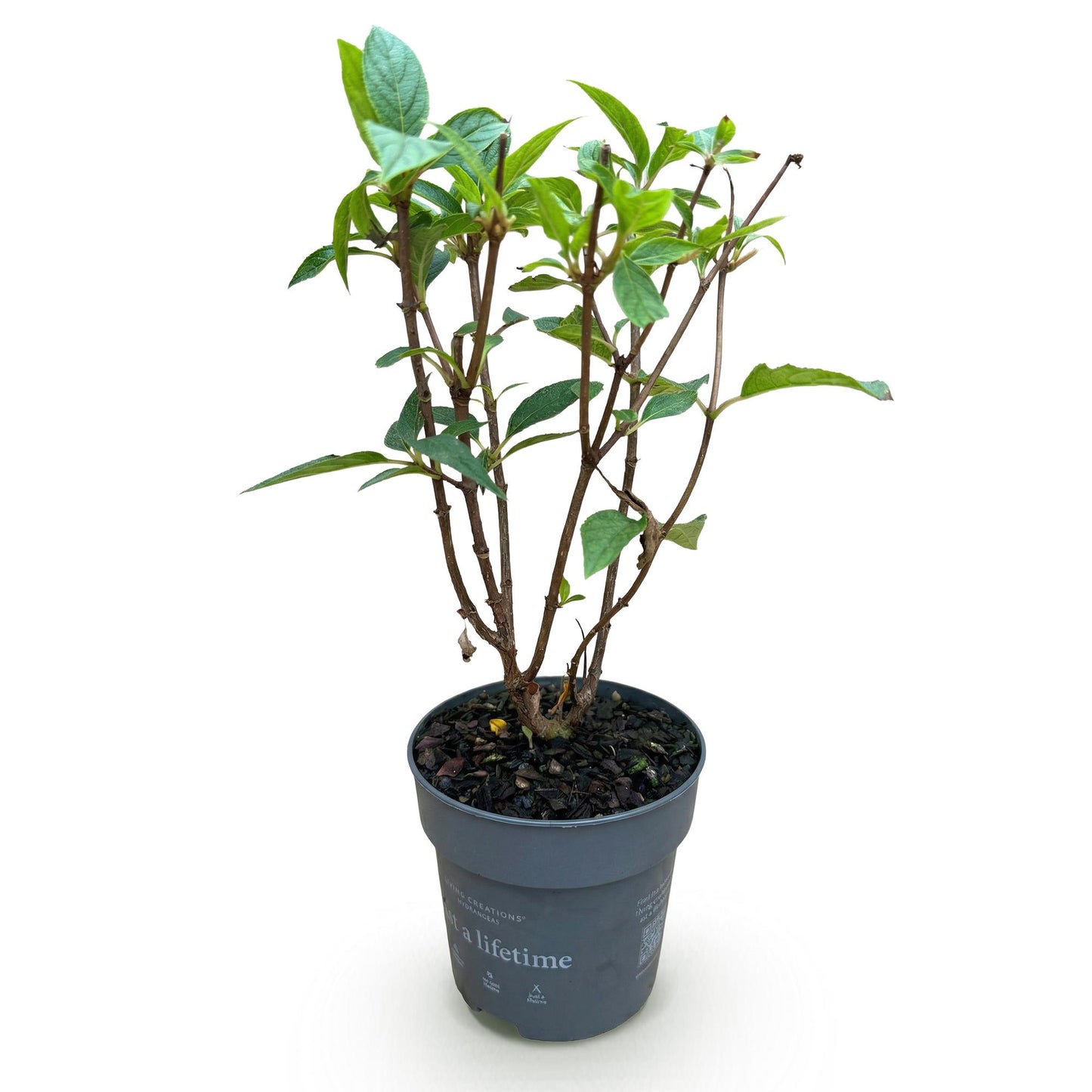Green boutiQ - Tuinplant - Hydrangea panniculata Living Pink & Rose - Pluimhortensia - Winterhard - Roze - 1 Plant - Pot 12cm - Hoogte Hoogte 20-30cm