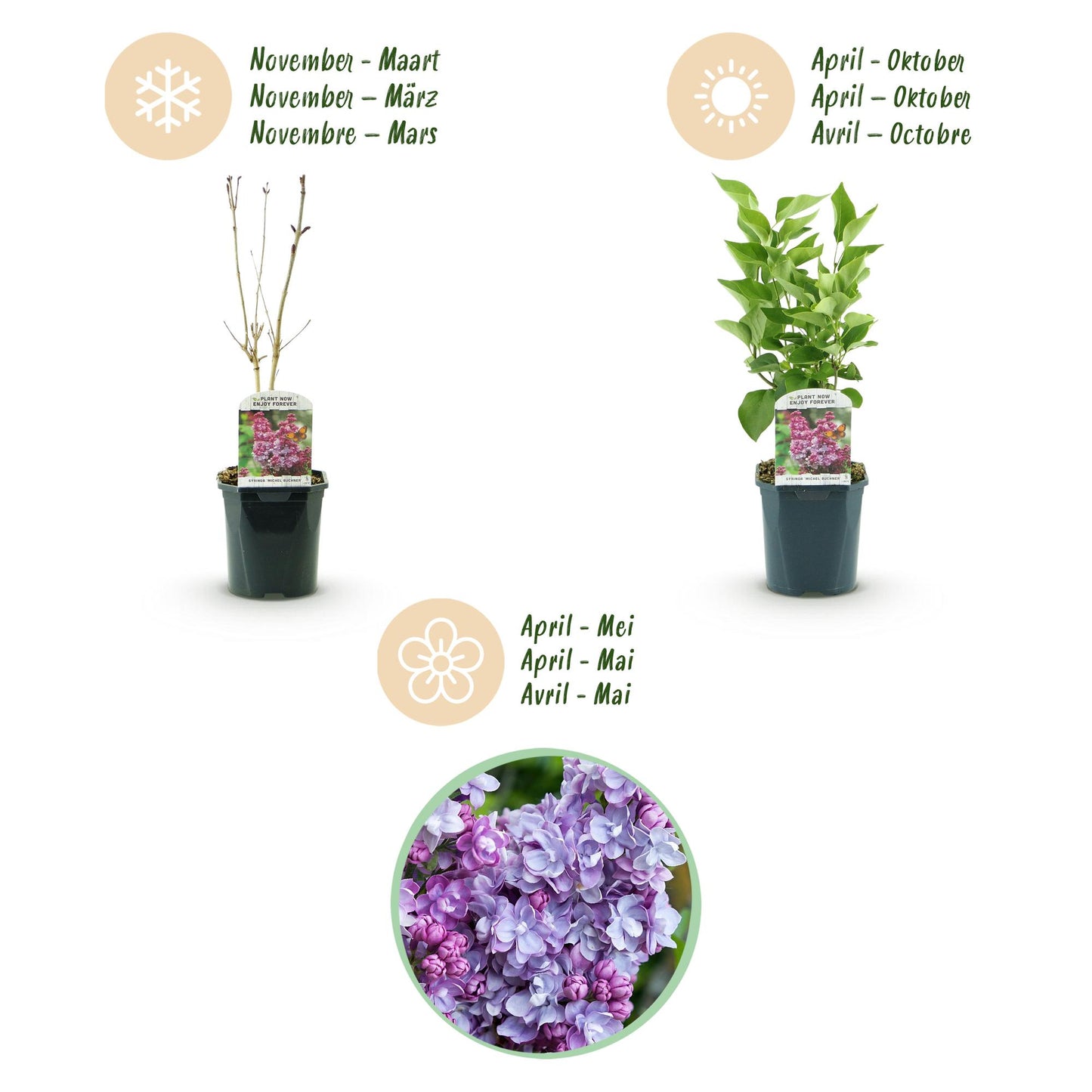 Green boutiQ - Tuinplant - Syringa vulgaris Michel Buchner - Gewone Sering - Winterhard - Roze - 1 Plant - Pot 17cm - Hoogte 45cm