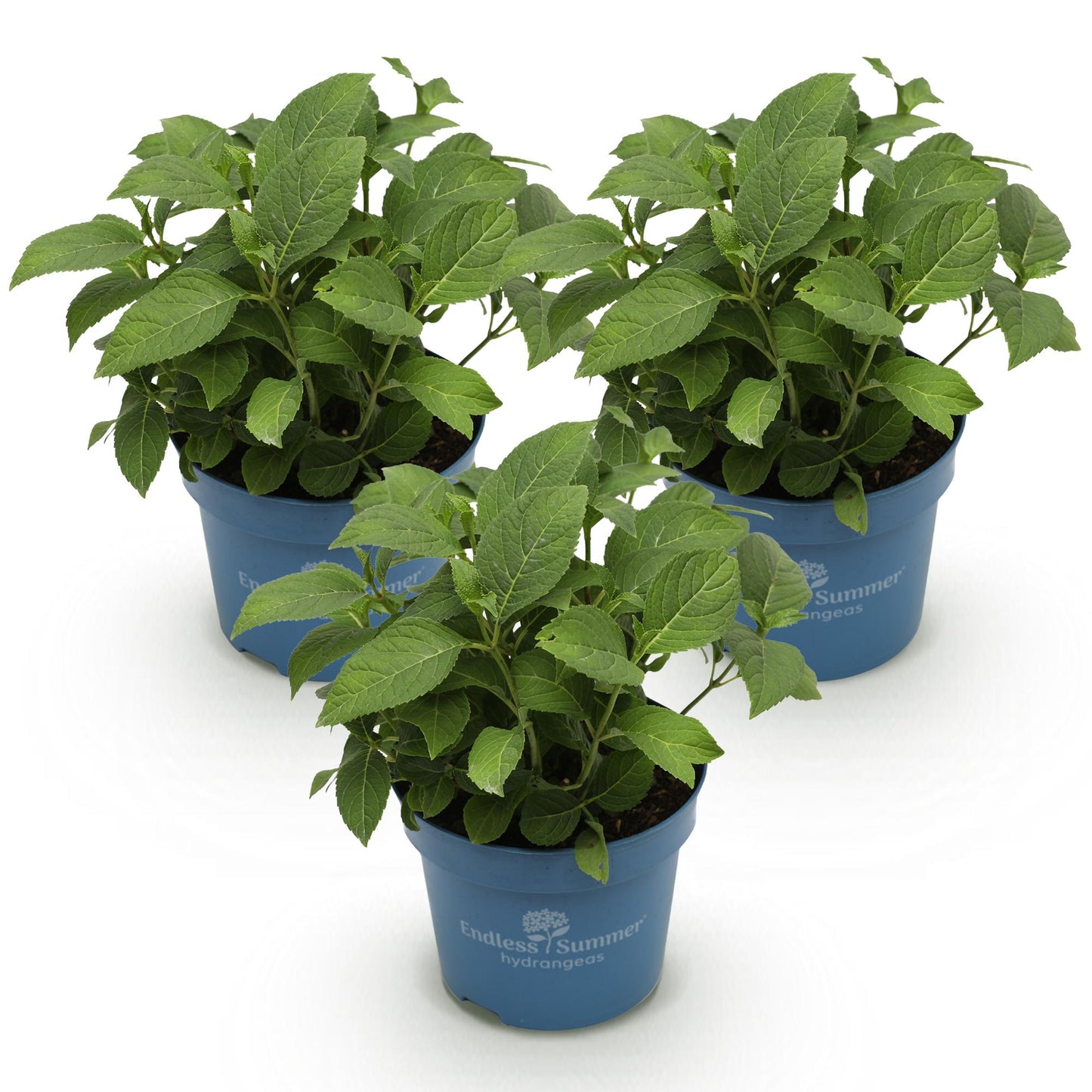 Green boutiQ - Tuinplant - Hydrangea Endless Summer Blue - Pink - White - Hortensia - Winterhard - Blauw - Roze - Wit - 3 Planten - Pot 14cm - Hoogte 20-25cm