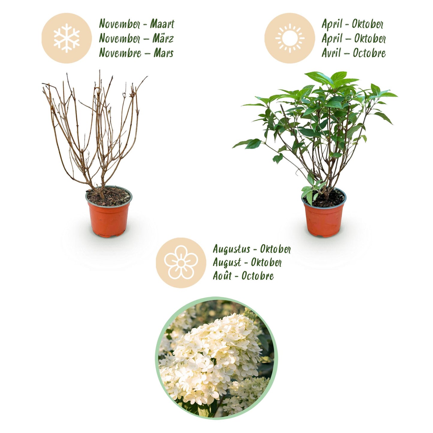 Green boutiQ - Tuinplant - Hydrangea panniculata Limelight - Pluimhortensia - Winterhard - Lime Groen - 1 Plant - Pot 12cm - Hoogte Hoogte 20-30cm