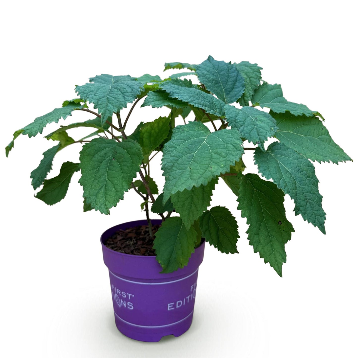 Green boutiQ - Tuinplant - Hydrangea arborescens FlowerWOW - Hortensia - Winterhard - Wit - 1 Plant - Pot 14cm - Hoogte Hoogte 20-30cm