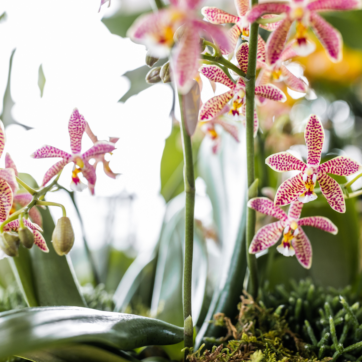 Kolibri Orchids | oranje Phalaenopsis orchidee - Spider- potmaat Ø9cm | bloeiende kamerplant - vers van de kweker