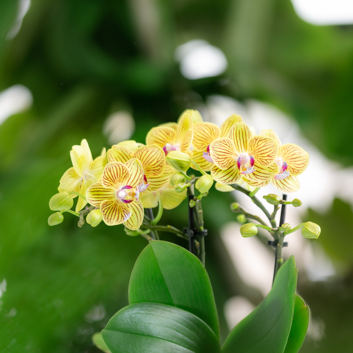 Kolibri Orchids - Surprise box mix - planten voordeel box - verrassingsbox met 4 verschillende orchideeën - vers van de kweker