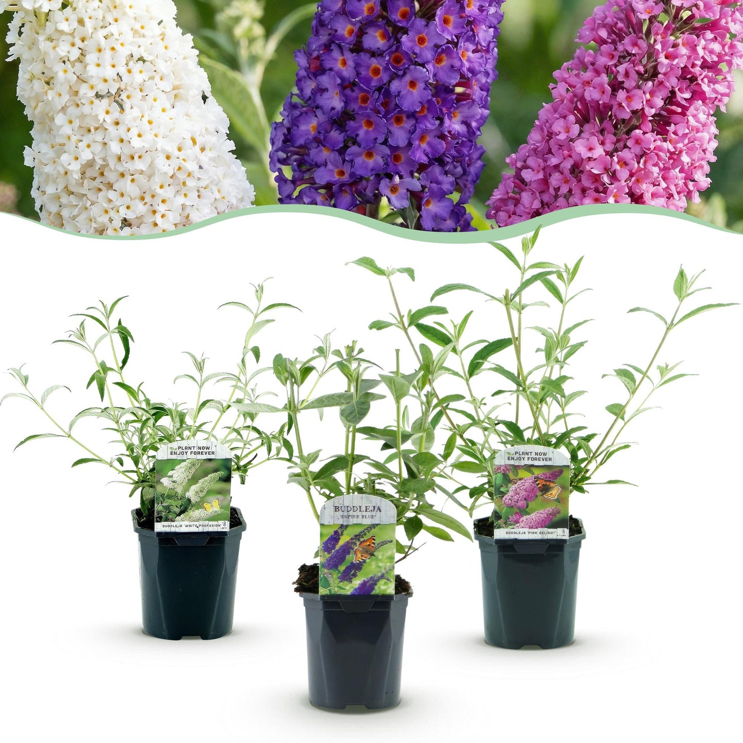 Green boutiQ - Tuinplant - Buddleja davidii Tricolour - Vlinderstruik - Winterhard - Blauw - Roze - Wit - 3 Planten - Pot 17cm - Hoogte 45cm
