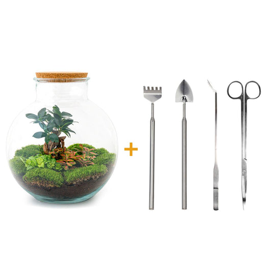 DIY Planten terrarium - Bolder Bob Bonsai - Ø 31 cm ↑ 30 cm - Rake + Shovel + Tweezer + Scissors
