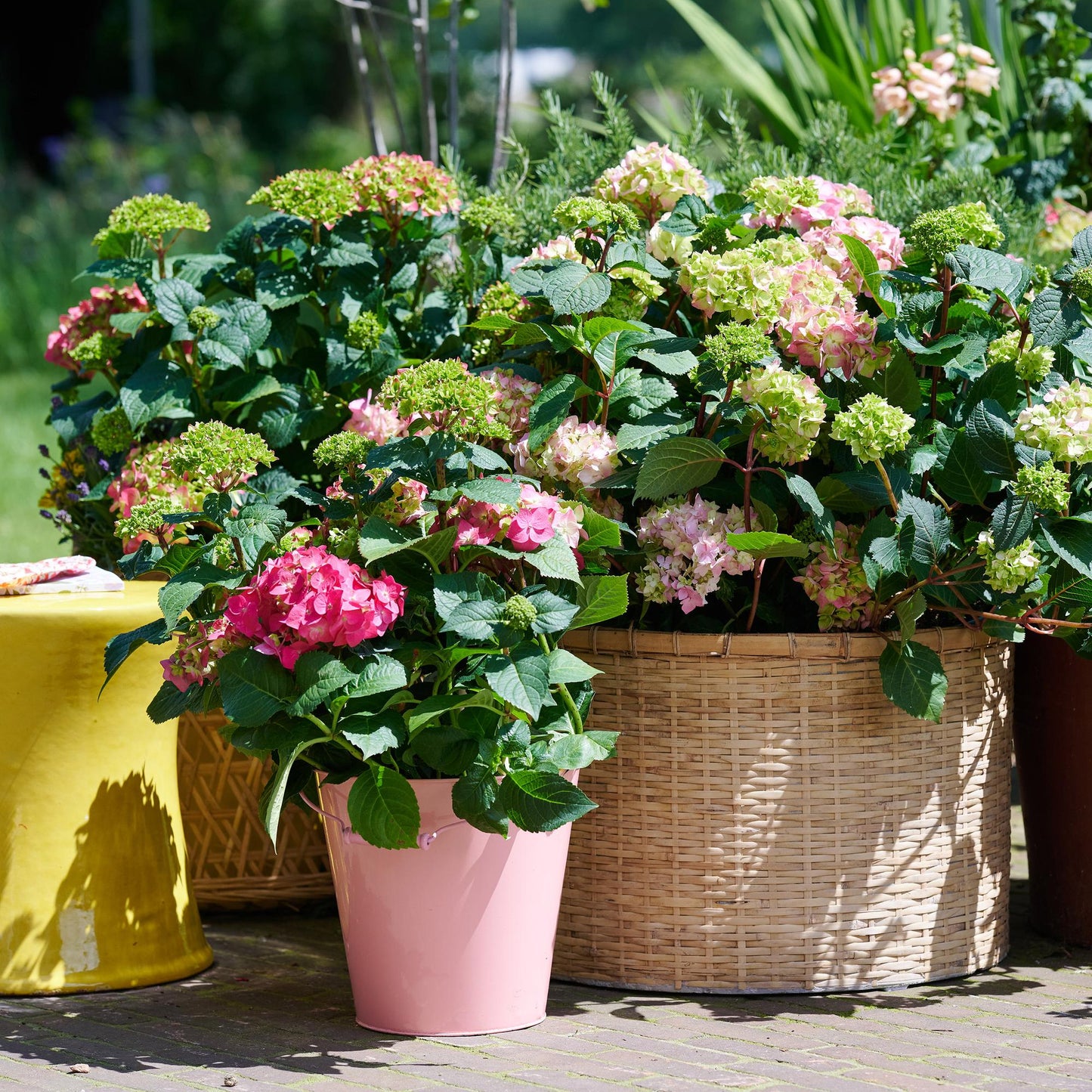 Green boutiQ - Tuinplant - Hydrangea Endles Summer The Original Pink - Hortensia - Winterhard - Roze - 2 Planten - Pot 14cm - Hoogte 20-25cm