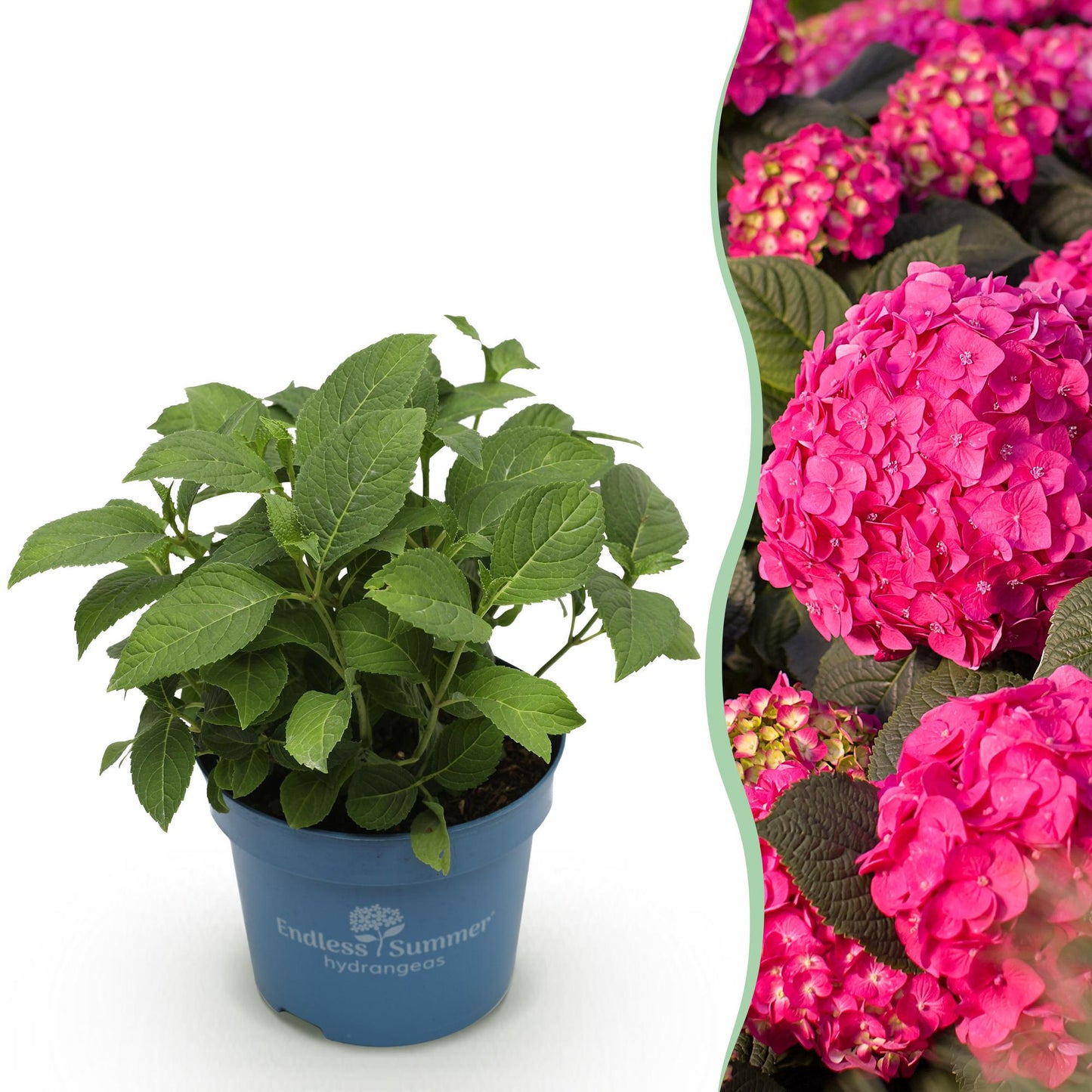 Green boutiQ - Tuinplant - Hydrangea Endles Summer Summer Love Red - Hortensia - Winterhard - Rood - 1 Plant - Pot 14cm - Hoogte 20-25cm