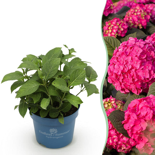 Green boutiQ - Tuinplant - Hydrangea Endles Summer Summer Love Red - Hortensia - Winterhard - Rood - 1 Plant - Pot 14cm - Hoogte 20-25cm