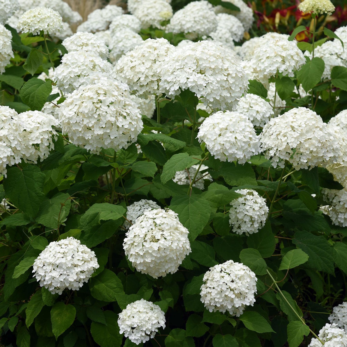 Green boutiQ - Tuinplant - Hydrangea arborescens Annabelle - Hortensia - Winterhard - Wit - 1 Plant - Pot 12cm - Hoogte Hoogte 20-30cm