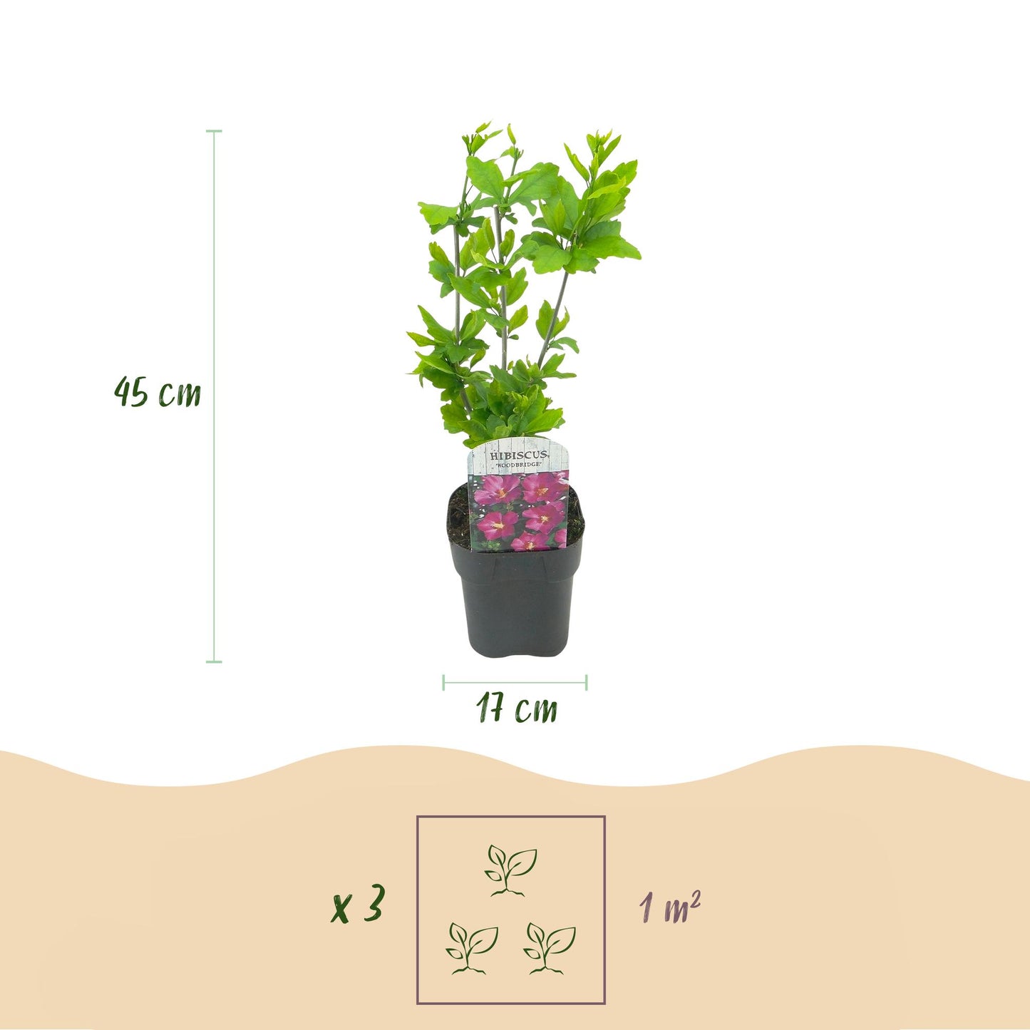 Green boutiQ - Tuinplant - Hibiscus syriacus Woodbridge - Tuin Hibiscus - Winterhard - Roze - 3 Planten - Pot 17cm - Hoogte 45cm
