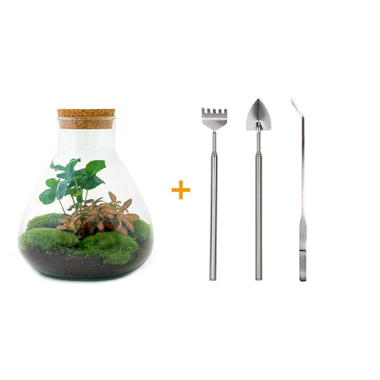 DIY terrarium - Sammie Coffea Red - Ø 22,5 cm ↑ 27 cm - Rake + Shovel + Tweezer