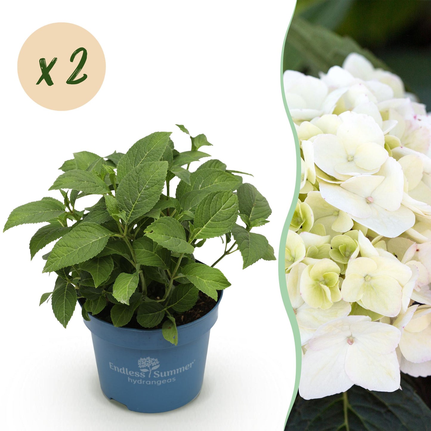 Green boutiQ - Tuinplant - Hydrangea Endles Summer The Bride - Hortensia - Winterhard - Wit - 2 Planten - Pot 14cm - Hoogte 20-25cm