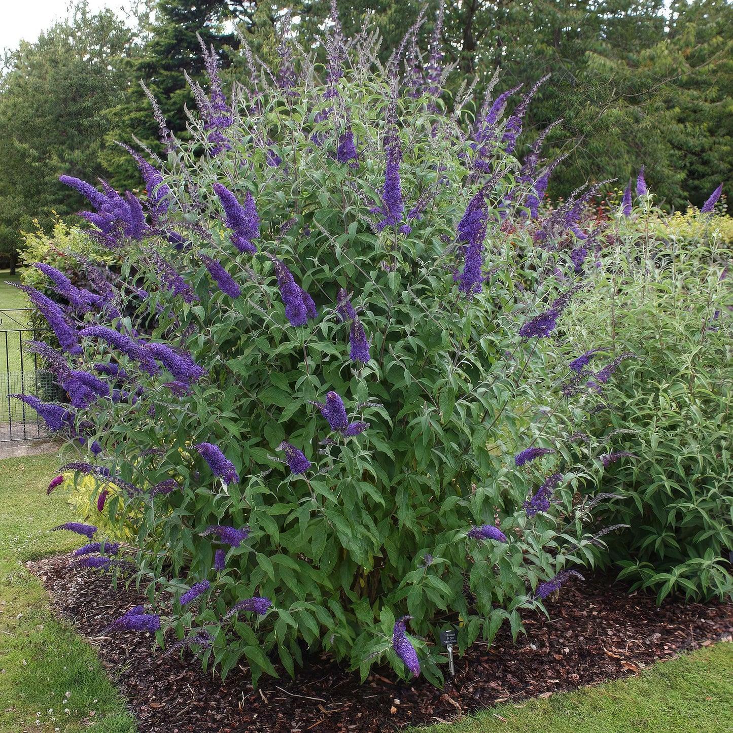 Green boutiQ - Tuinplant - Buddleja davidii Empire Blue - Vlinderstruik - Winterhard - Blauw - 3 Planten - Pot 17cm - Hoogte 45cm