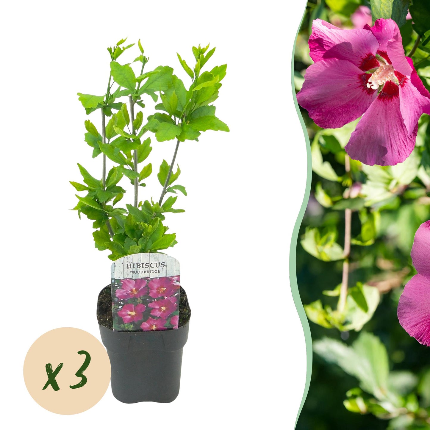 Green boutiQ - Tuinplant - Hibiscus syriacus Woodbridge - Tuin Hibiscus - Winterhard - Roze - 3 Planten - Pot 17cm - Hoogte 45cm
