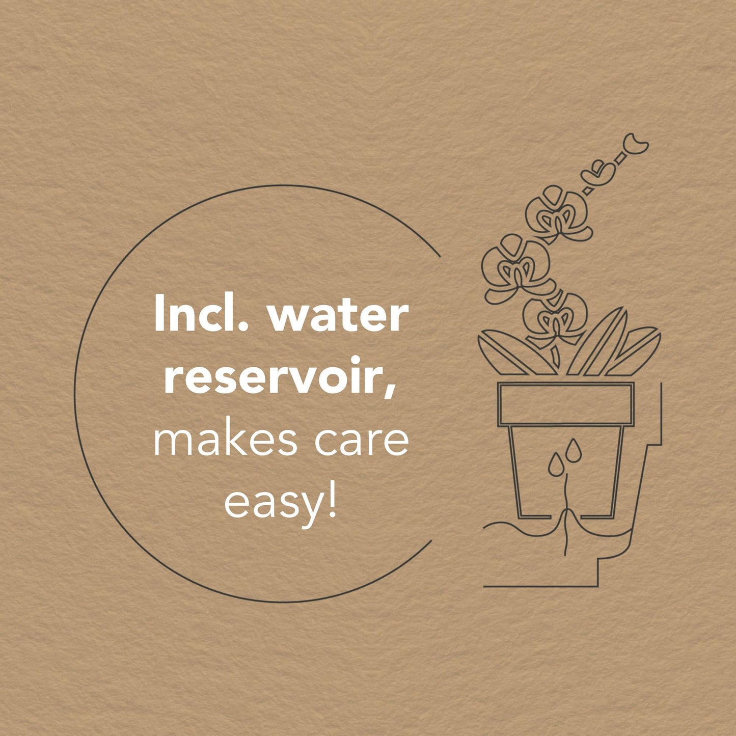 Kolibri Orchids | witte orchideeënset in Honey dish incl. waterreservoir | drie witte orchideeën Ghent 12cm | Mono Bouquet wit met zelfvoorzienend waterreservoir