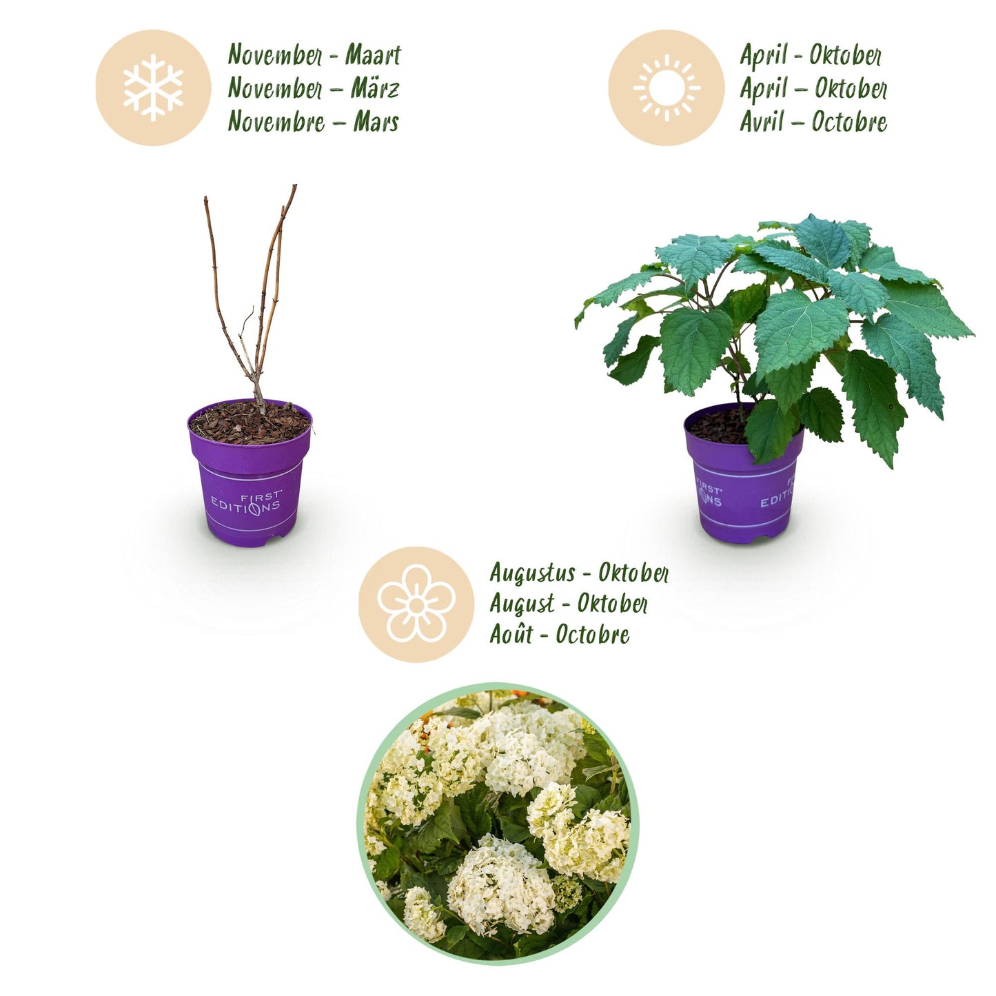 Green boutiQ - Tuinplant - Hydrangea arborescens FlowerWOW - Hortensia - Winterhard - Wit - 1 Plant - Pot 14cm - Hoogte Hoogte 20-30cm
