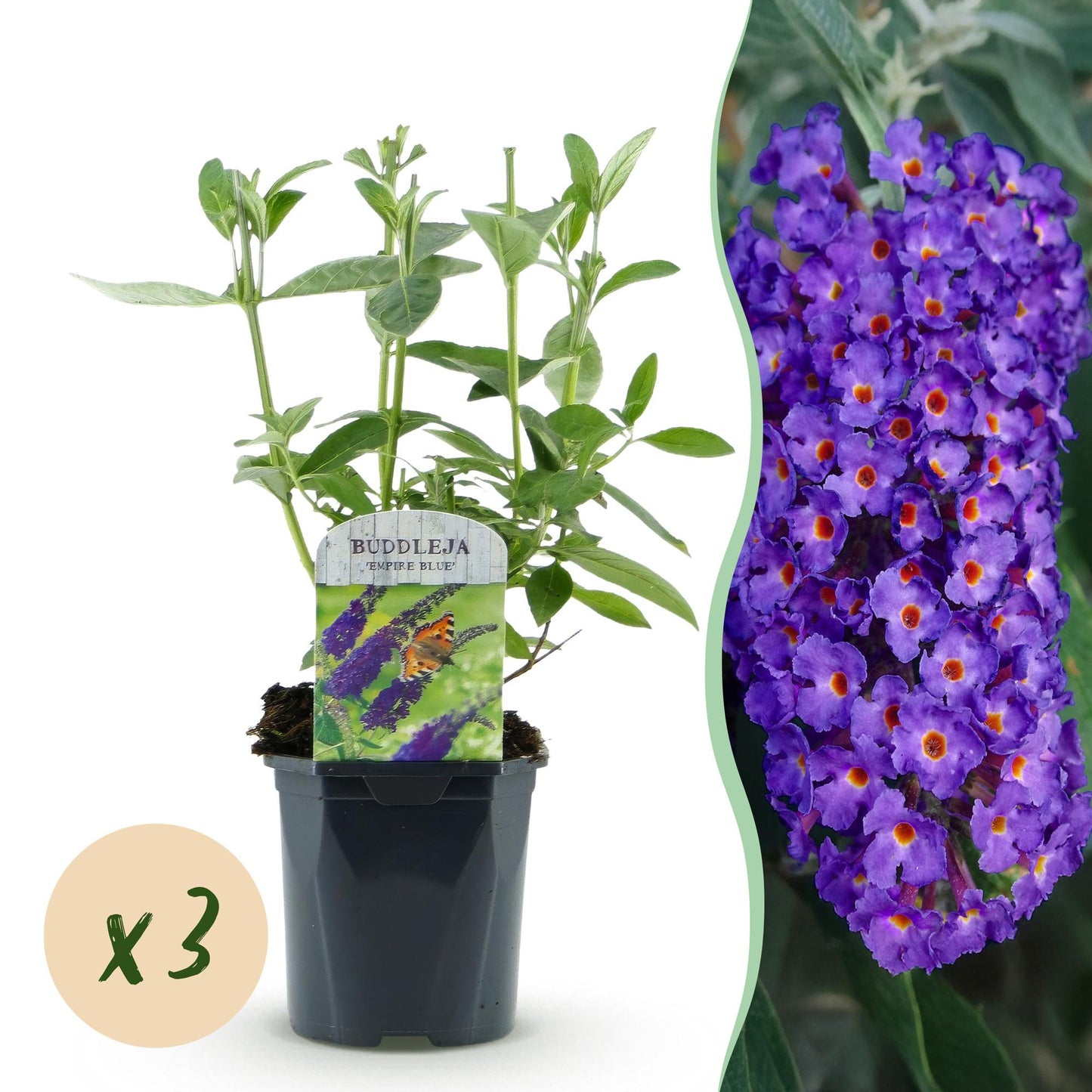 Green boutiQ - Tuinplant - Buddleja davidii Empire Blue - Vlinderstruik - Winterhard - Blauw - 3 Planten - Pot 17cm - Hoogte 45cm