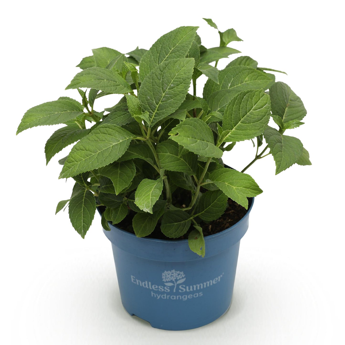 Green boutiQ - Tuinplant - Hydrangea Endles Summer The Original Pink - Hortensia - Winterhard - Roze - 1 Plant - Pot 14cm - Hoogte 20-25cm