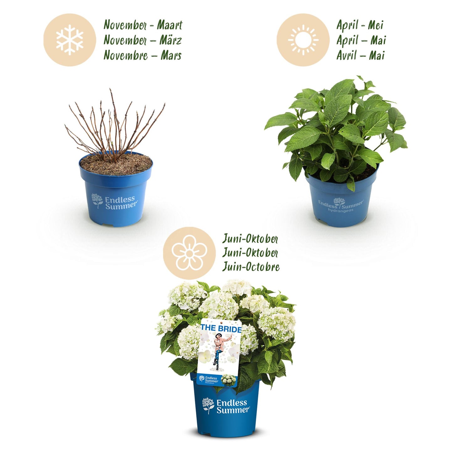 Green boutiQ - Tuinplant - Hydrangea Endles Summer The Bride - Hortensia - Winterhard - Wit - 2 Planten - Pot 14cm - Hoogte 20-25cm