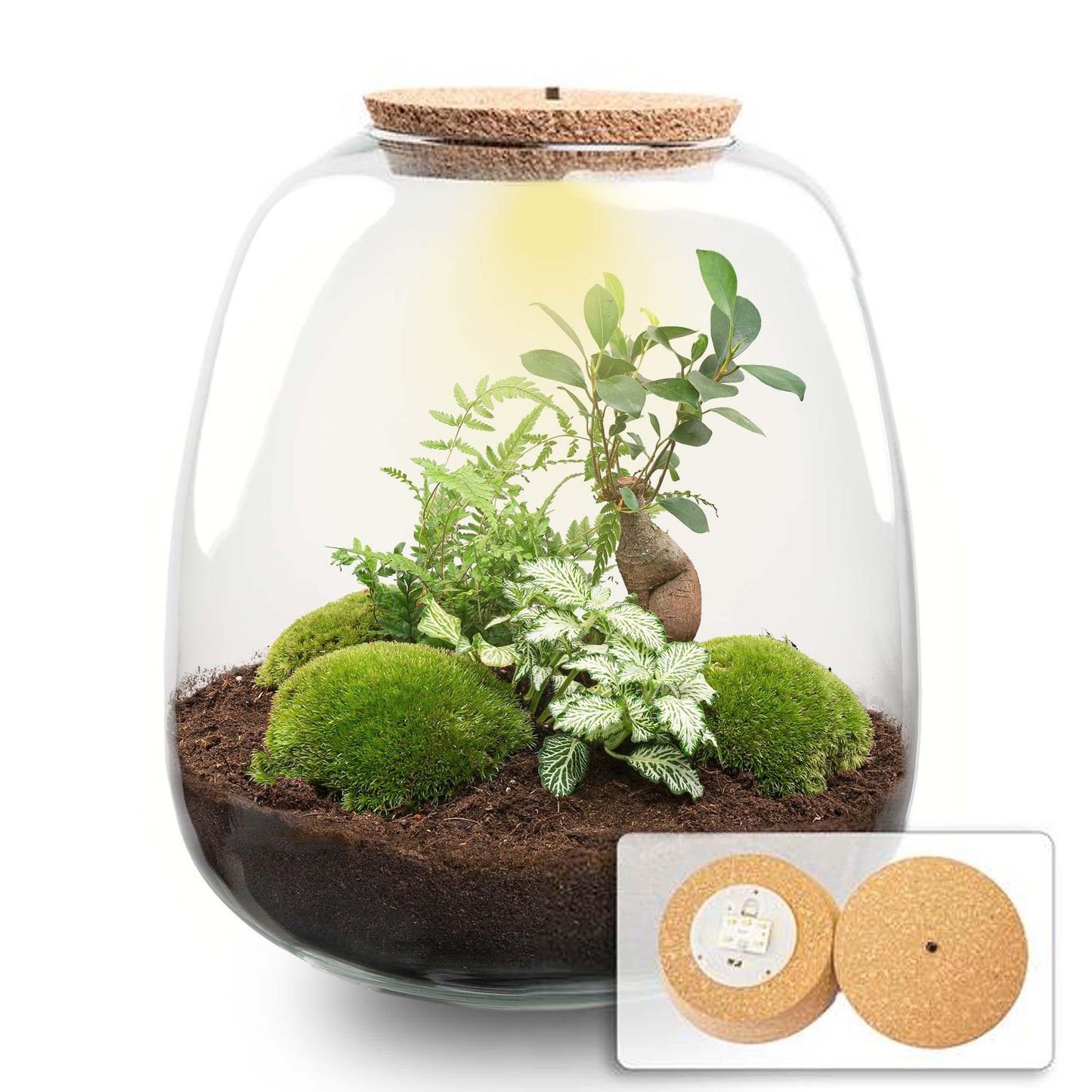 Planten terrarium - Emma - DIY kit - ↑ 25 cm - Ø 23 cm - Bonsai White