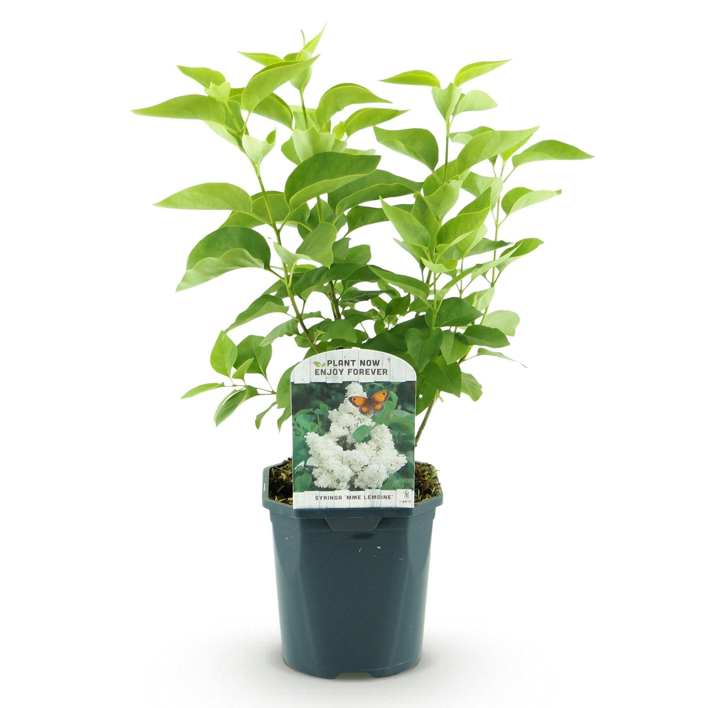 Green boutiQ - Tuinplant - Syringa vulgaris mme Lemoine - Gewone Sering - Winterhard - Wit - 1 Plant - Pot 17cm - Hoogte 45cm