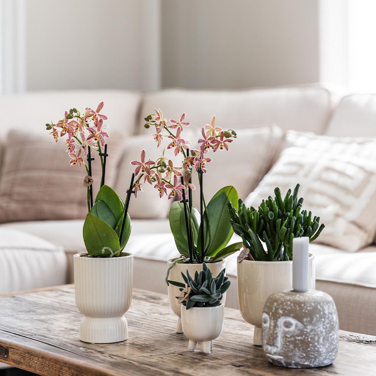 Kolibri Orchids | Rode Phalaenopsis orchidee – Congo + Gummy pot travertine – potmaat Ø9cm | bloeiende kamerplant in bloempot - vers van de kweker