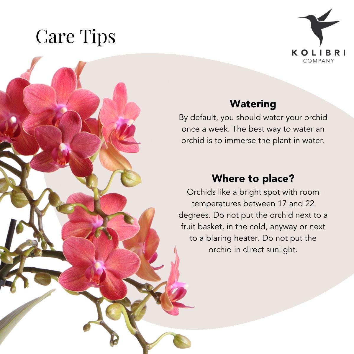 Kolibri Orchids | rode Phalaenopsis orchidee – Congo + Berry sierpot – potmaat Ø9cm | bloeiende kamerplant in bloempot - vers van de kweker