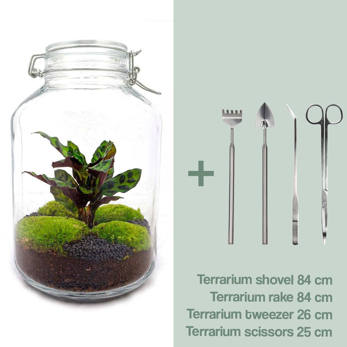 DIY terrarium - Jar Calathea - ↕ 28 cm - Rake + Shovel + Tweezer + Scissors