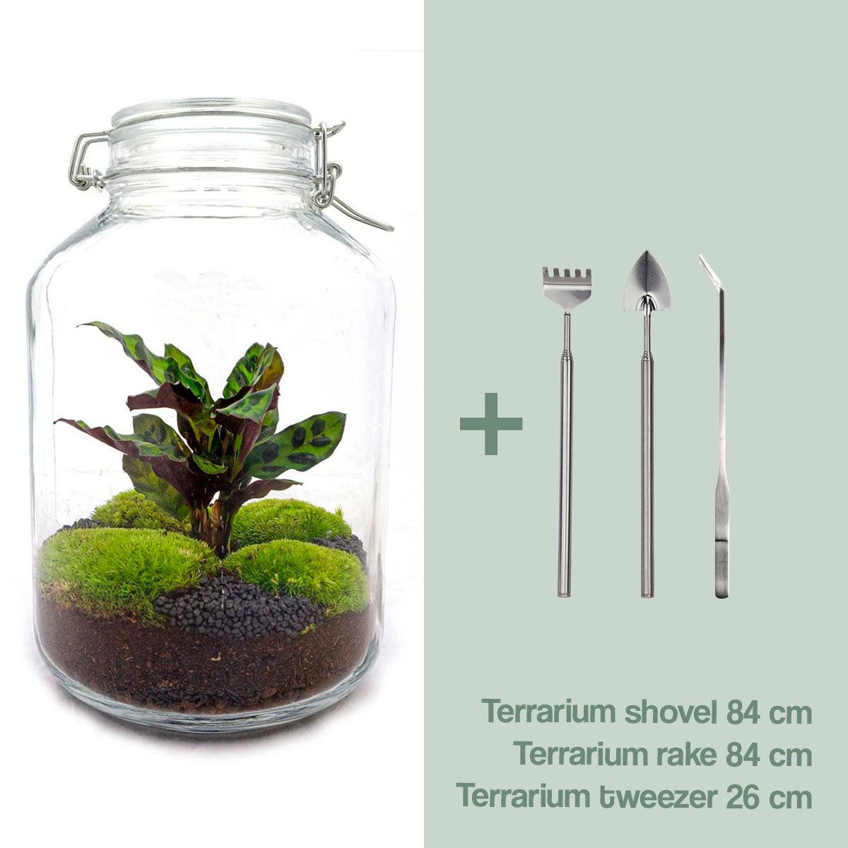 DIY terrarium - Jar Calathea - ↕ 28 cm - Rake + Shovel + Tweezer