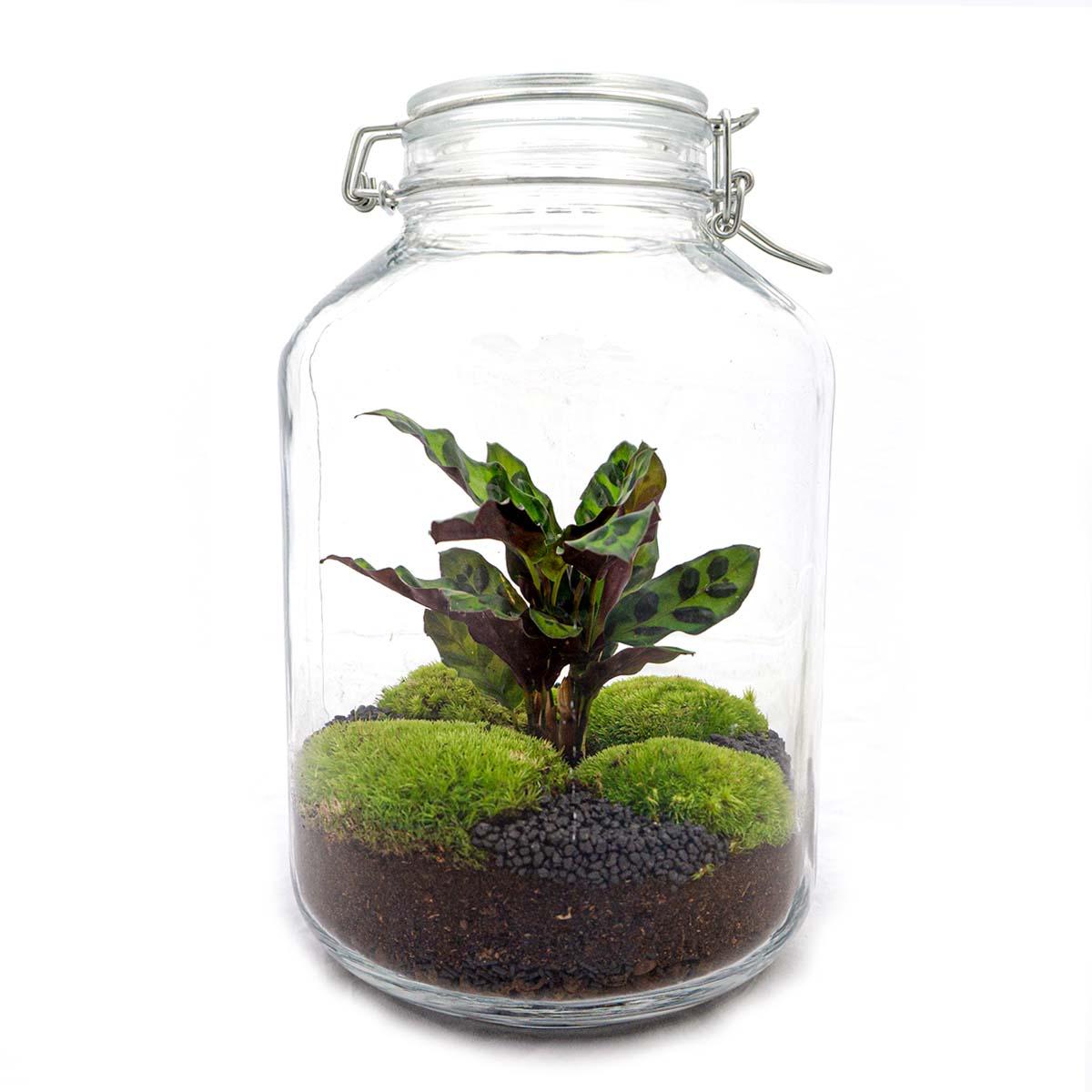 DIY terrarium - Jar Calathea - ↕ 28 cm - Rake + Shovel