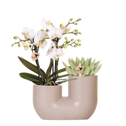 Hummingbird Orchids | Set of pink orchid Andorra and Succulent in Tube decorative pot Sand - pot size Ø9cm | flowering houseplant - fresh from the grower