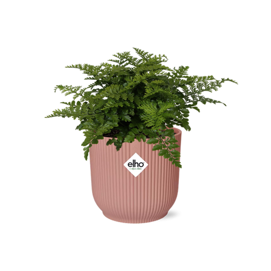 Asplenium Parvati in ELHO Vibes Fold 14cm pink