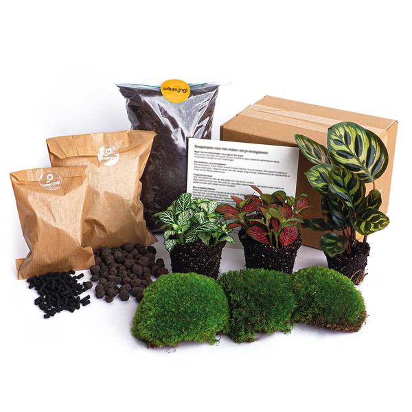 Plant terrarium package Calathea Lancifolia - Refill & Starter Package - DIY