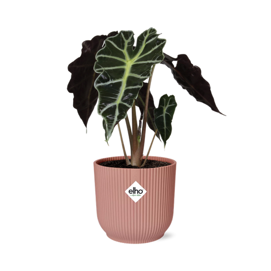 Alocasia 'Polly' in ELHO Vibes Fold 14cm pink