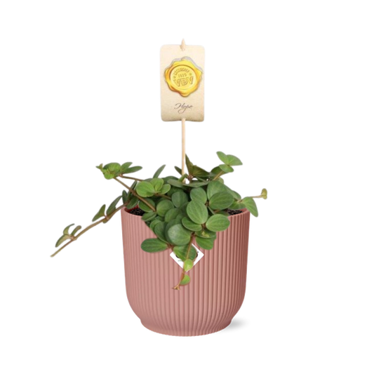 Peperomia 'Hope' in ELHO Vibes Fold 14cm pink